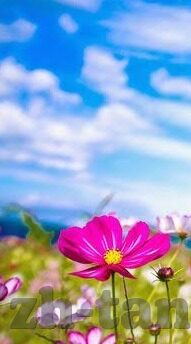 糖心app免费版安卓版-探索安卓世界的甜蜜邂逅，糖心app免费版的惊喜之旅